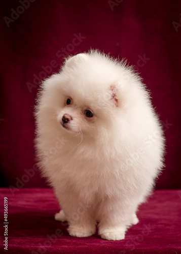 A little and very fluffy white puppy posing for photos with dark red background [Pomeranian spitz] © Mykola Tkach