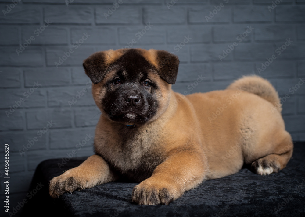 Obraz premium A little brown with black doggie laying and posing for photos with a grey background