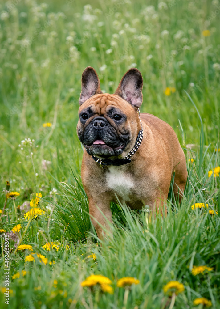 A little cute doggie walking in the field with yellow flowers and posing for photos