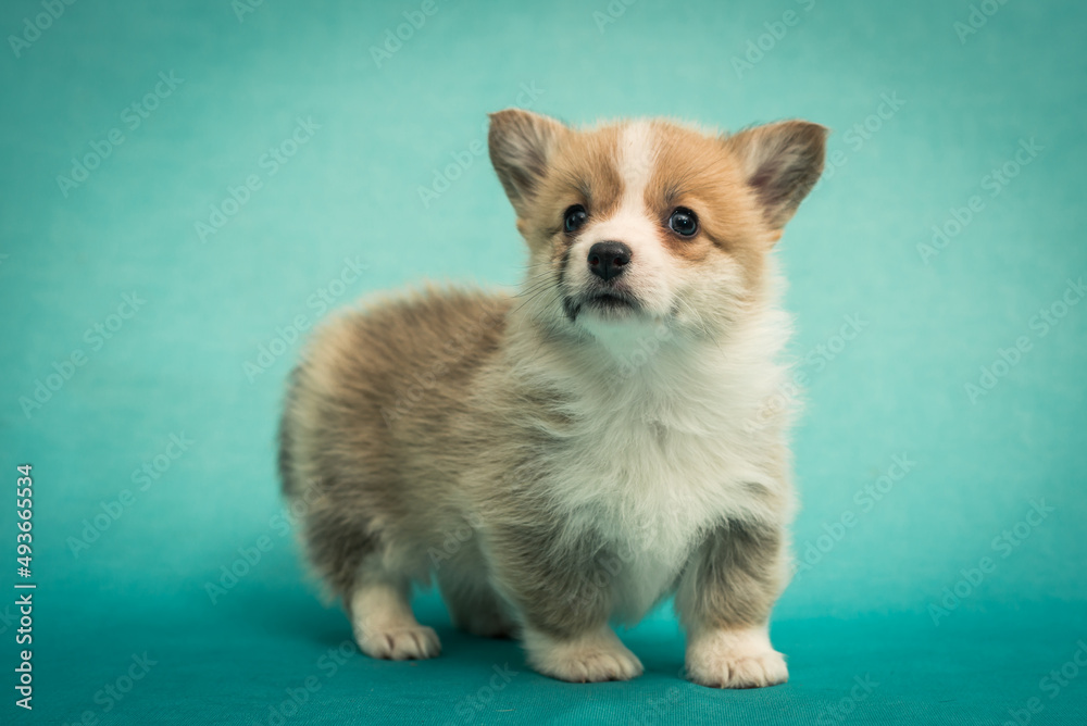 A little cute puppy standing, looking somewhere away and posing for the photo [welshkorgi pembroke]