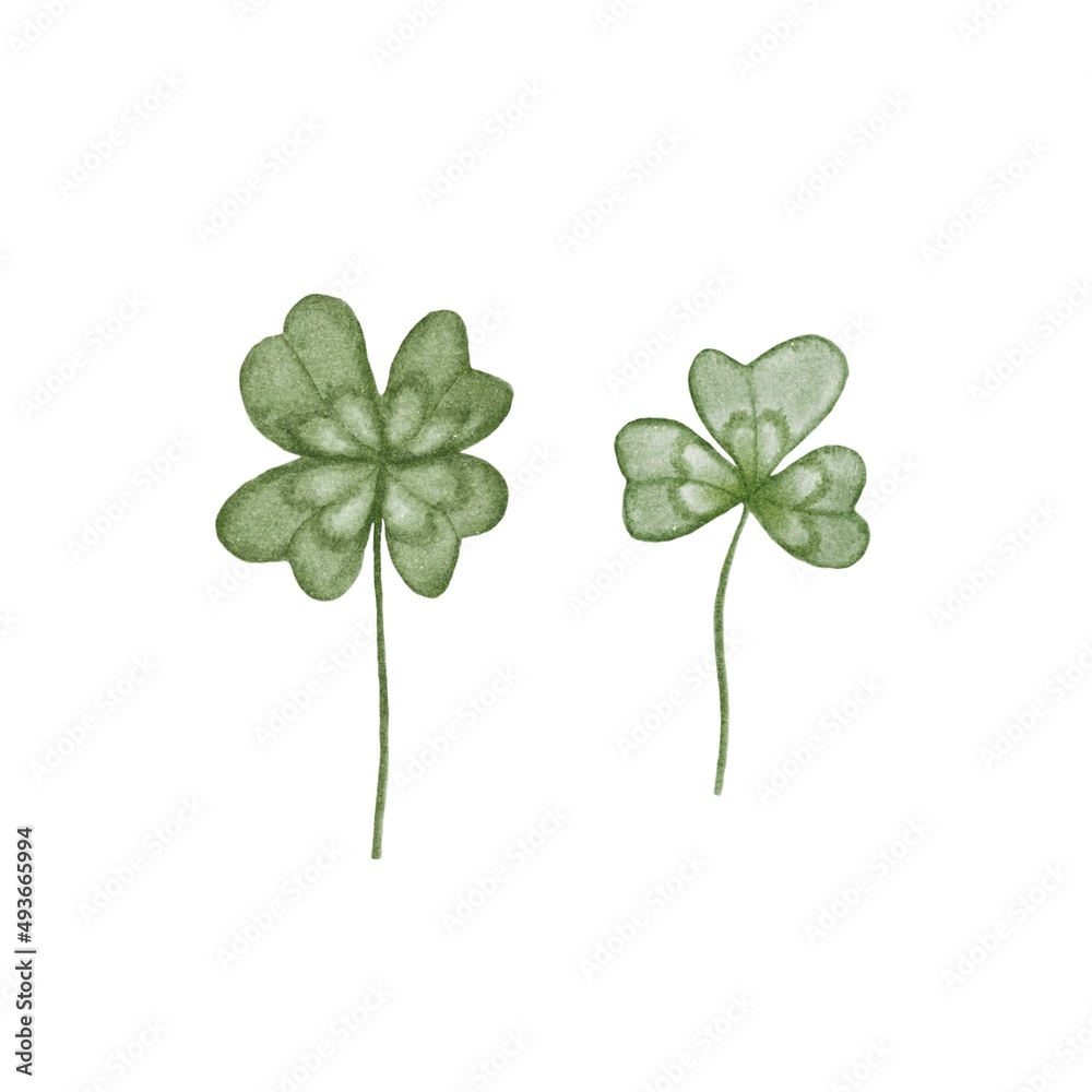 Watercolor illustration of a set of two clover leaves on a white background for your design. Digital watercolor.