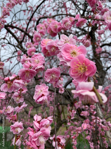 pink cherry blossom © TAKUMI.S