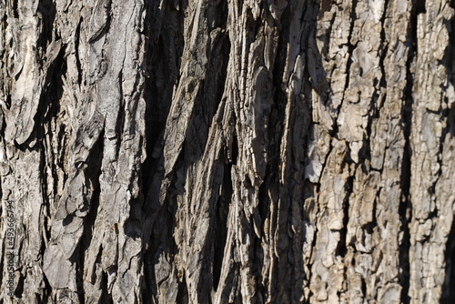 Kora drzewa makro © Seance_Photo_Sylwia