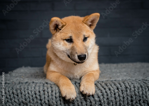 A nice and furry doggie laying in the blanket and posing for the photos with a black background