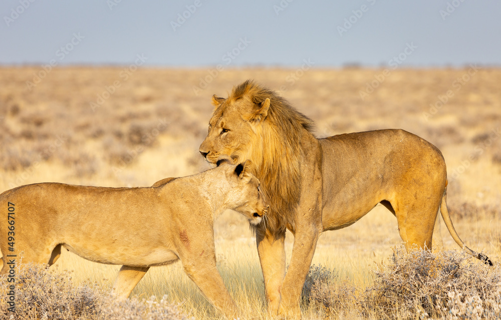 Lion and lioness in the Etosha National Park .Namibia Lion and lioness in the Etosha National Park .Namibia