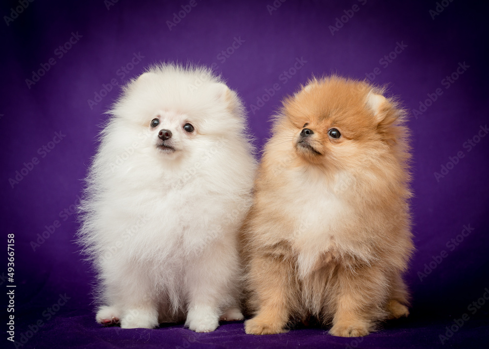 A pair of two puppies one white and another brown sitting and posing for photos with a purple background A pair of two puppies one white and another brown sitting and posing for photos with a purple background