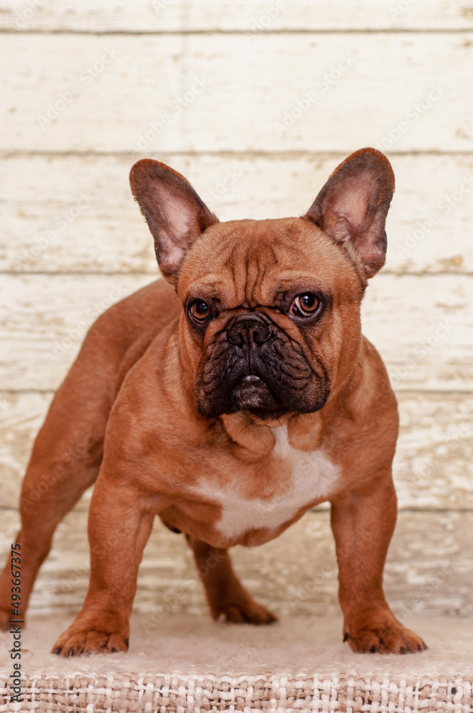 A photo of a cute brown puppy very seriously posing for the photo [French Bulldog]