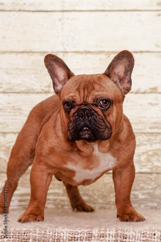 A photo of a cute brown puppy very seriously posing for the photo [French Bulldog] © Mykola Tkach