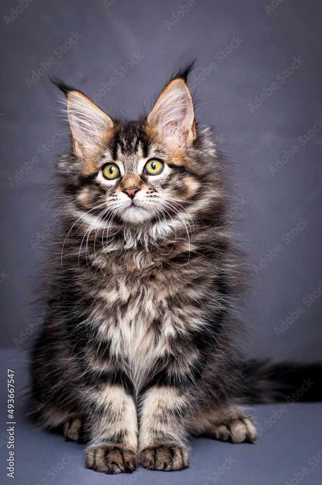 A photo of a pretty and very furry cat, sitting, posing for the photo, and thoughtfully looking somewhere away [Maine Coon cat]