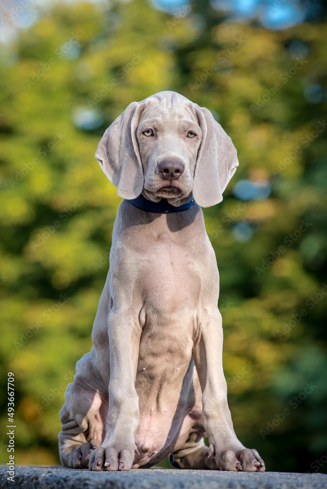 A photo of an extremely beautiful dog with nice fur color, that sitting in the park [weimaraner] 