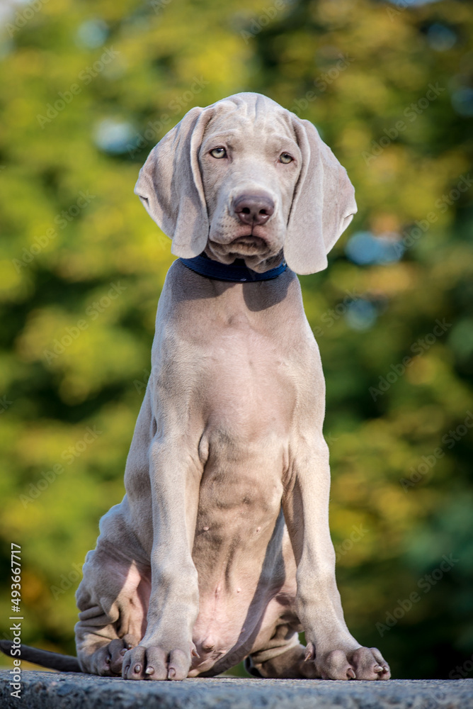A photo of an extremely beautiful dog with nice fur color, that sitting in the park [weimaraner] 