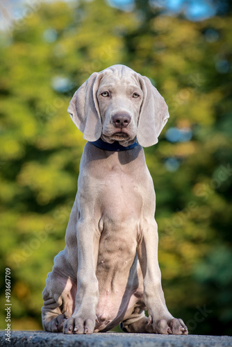 A photo of an extremely beautiful dog with nice fur color, that sitting in the park [weimaraner] 