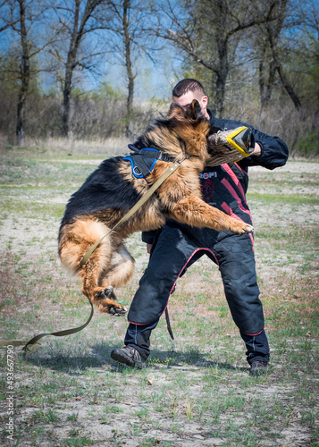 A photo of training in the forest of a strong, beautiful dog with its cynologist [German Shepherd]