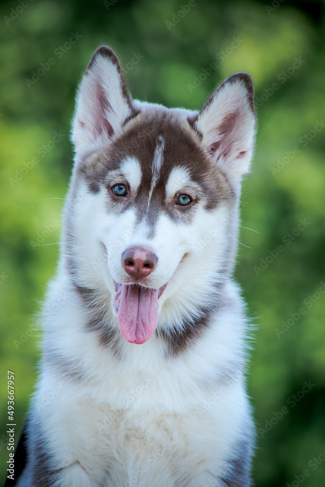 A portrait photo of a big and beautiful husky looking somewhere away and sitting in the park and just enjoying nature.[Siberian Husky]