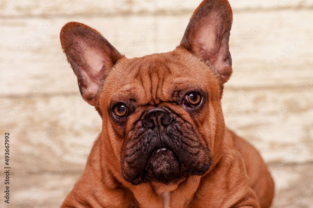 A portrait photo of a cute brown puppy very seriously posing for the photo [French Bulldog]