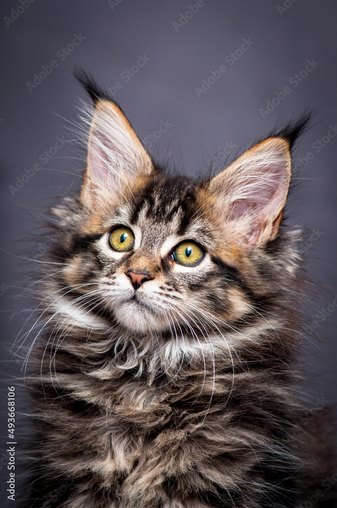 A portrait photo of a pretty and very furry cat, that thoughtfully looking somewhere away [Maine Coon cat]