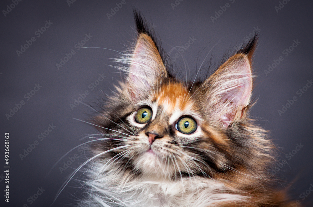 A portrait photo of a pretty and very furry cat, with very interesting color of the fur. That is sitting and thoughtfully looking somewhere away [Maine Coon cat]