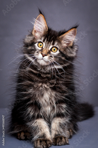 A portrait photo of a pretty and very furry cat, with very interesting color of the fur. That is sitting and thoughtfully looking somewhere away [Maine Coon cat] 