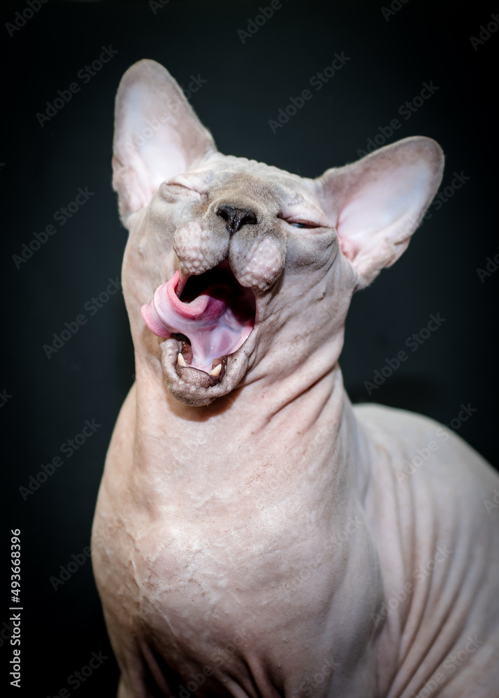 A pretty sphynx cat yawning while posing for photos