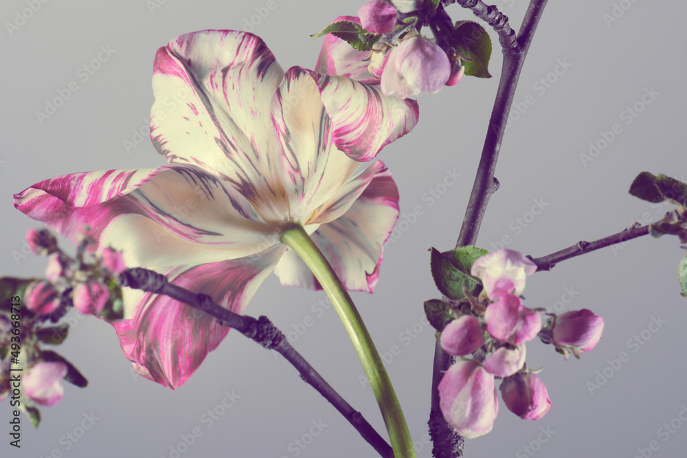 purple tulips and apple blossom on gray background, botanical composition, studio shot.