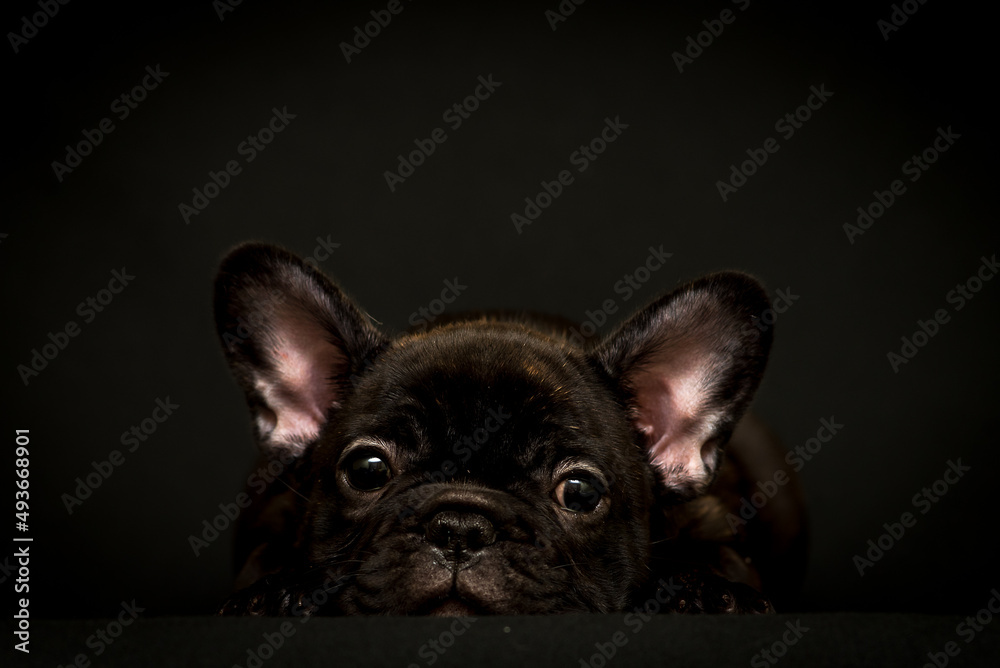 A very cute black puppy laying and posing for the photo and looking straight into the came with its big eyes [French Bulldog]