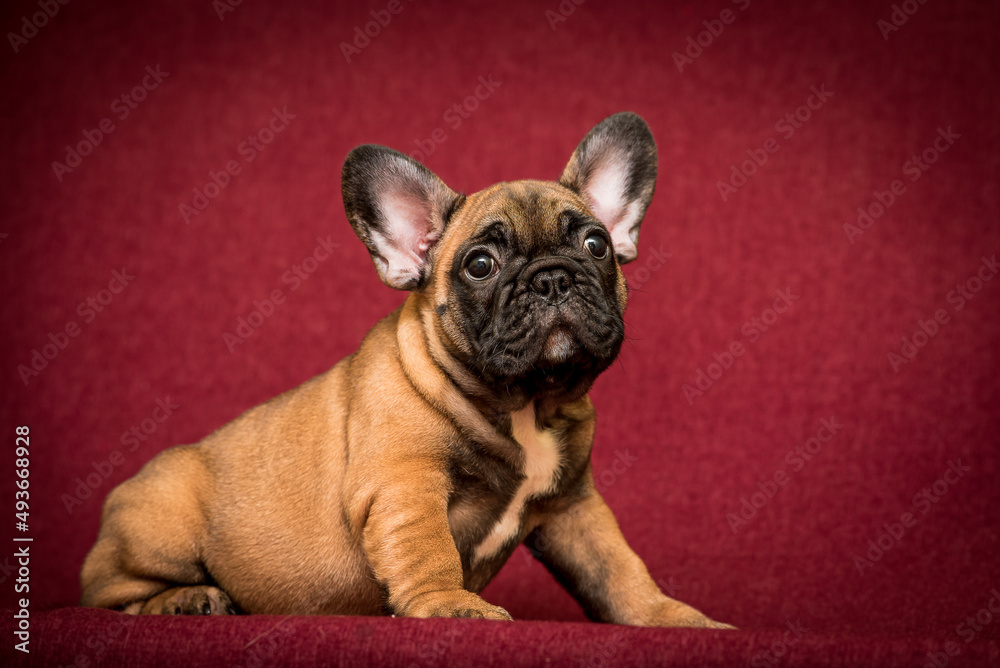 A very cute brown puppy sitting and posing for the photo with a dark red background [French Bulldog]
