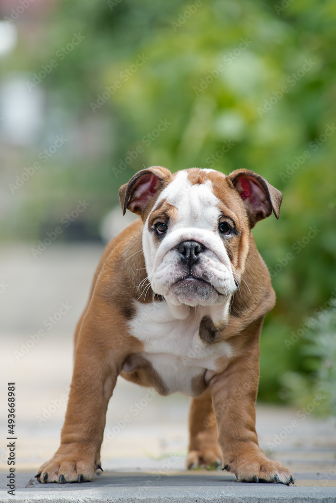 A very cute puppy standing in the park decided to rest a bit during the morning walk [English bulldog]