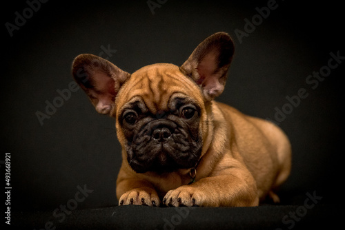 A very cute brown puppy laying and posing for the photo and looking straight into the came with its big eyes [French Bulldog] © Mykola Tkach