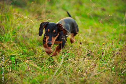 dachshund dog walking in the park