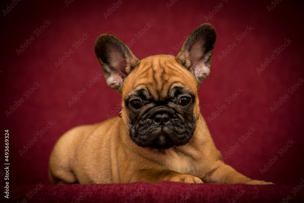 An extremely cute brown puppy posing for the photo with the dark red background and looking straight into the camera [French Bulldog]