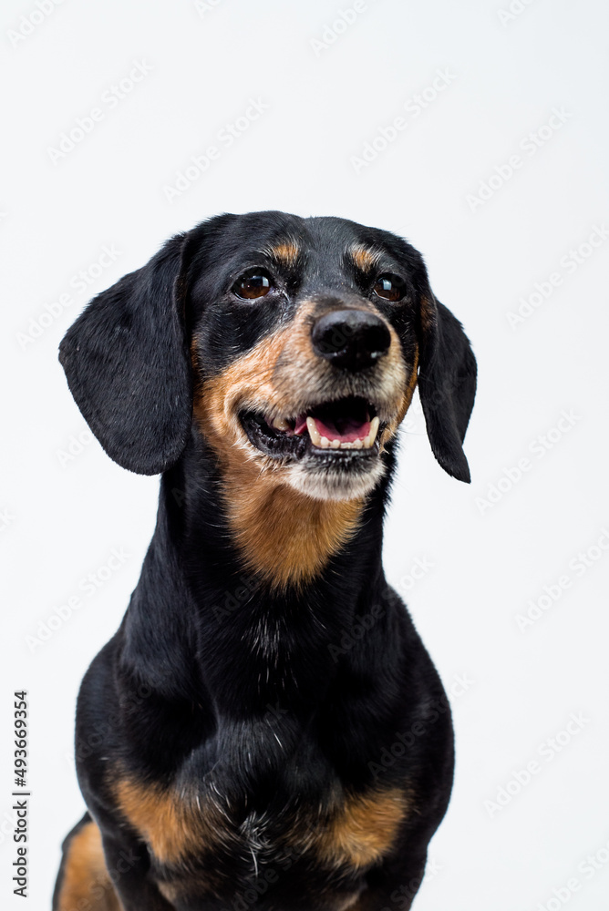 An extremely cute dog posing for the photo with the black background and smiling [Dachshund]