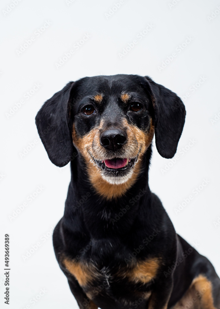 An extremely cute dog posing for the photo with the black background and smiling [Dachshund] 