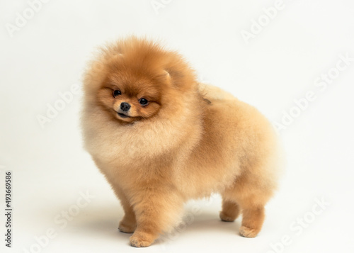 An extremely cute puppy posing for the photo with white background and smiling  Pomeranian spitz 