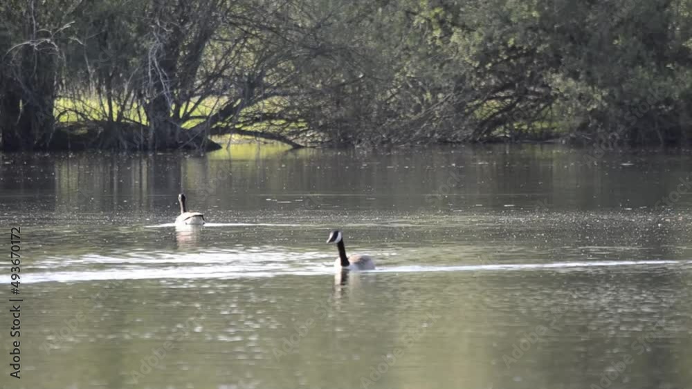 Small lake with goose and muskbeaver Small lake with goose and muskbeaver