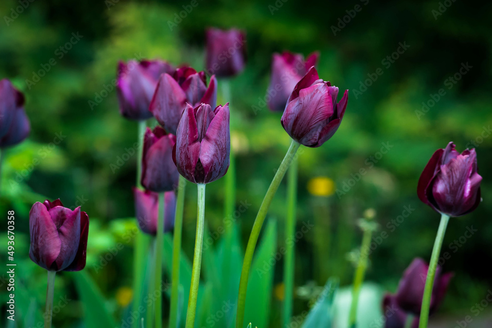 Some very beautiful dark purple tulip flowers growing in the spring park