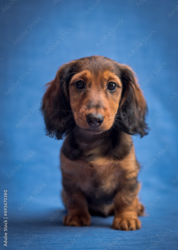 Staring straight into the camera, a beautiful dog sitting and posing for the photos on the blue background [Dachshund]