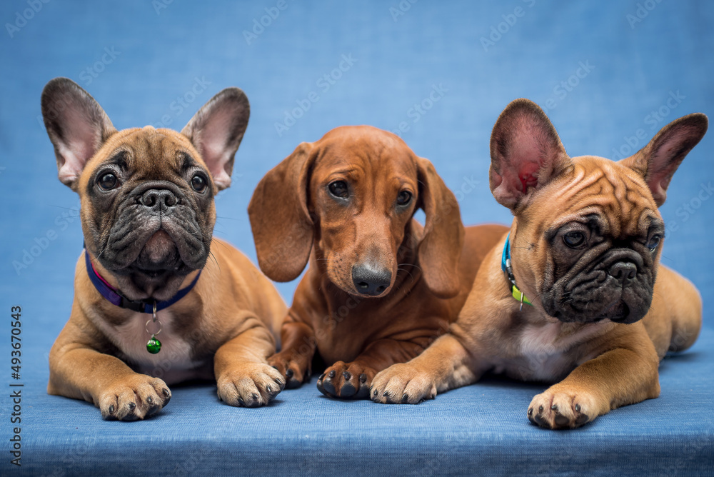 Three different but still all pretty and beautiful dogs posing for the picture with the blue background (French Bulldog)