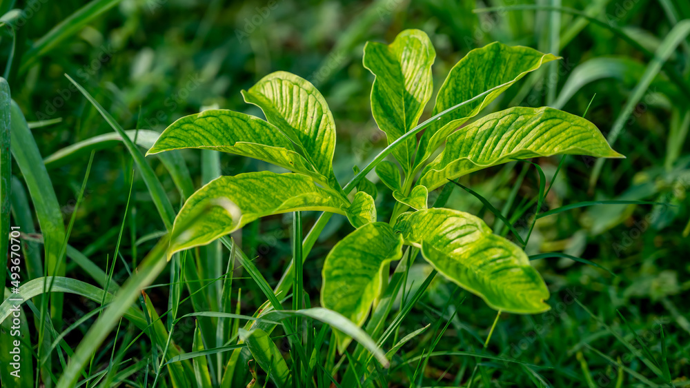 Amorphophallus paeoniifolius, the elephant foot yam or whitespot giant arum, is a tropical tuber crop grown Amorphophallus paeoniifolius, the elephant foot yam or whitespot giant arum, is a tropical tuber crop grown