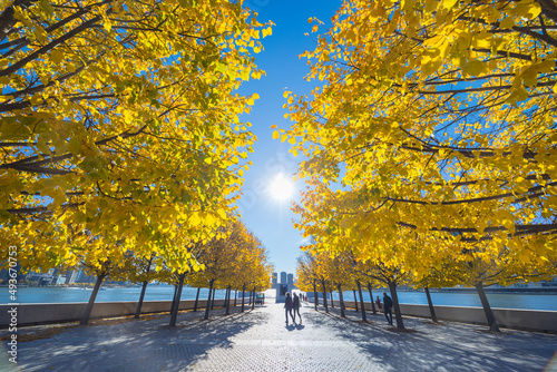 Autumn sunlight illuminates the rows of autumnal leaf color trees in Franklin D. Roosevelt Four Freedoms Park at Roosevelt Island on the East River on November 2021 in New City. 