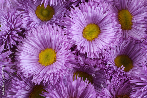 A bouquet of light purple chrysanthemum flowers with yellow cores. Closeup