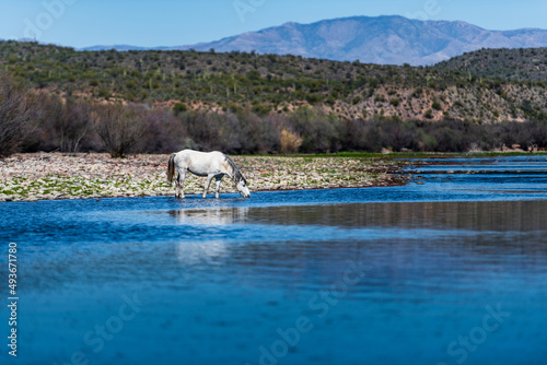 Принти на полотні Wild horses in the lower Salt River area of the Tonto National Forest