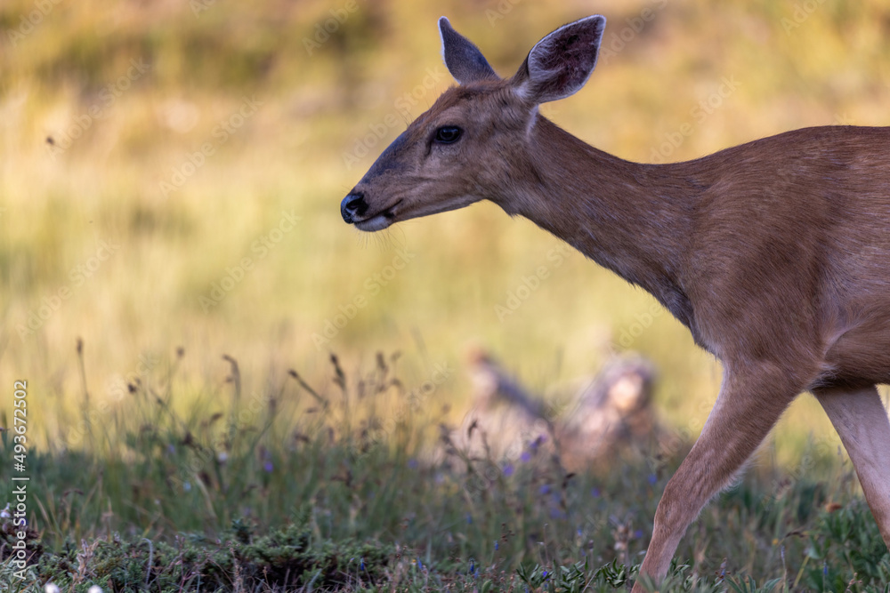 close up of deer walking through mountain meadow close up of deer walking through mountain meadow