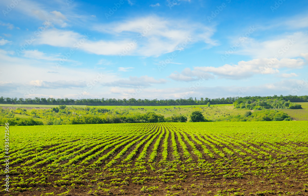 Fototapeta premium Green field with sunflower sprouts and blue sky.