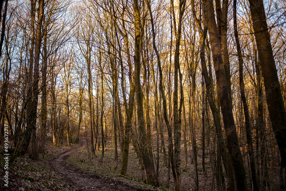 An einerm Wanderweg erkennt man durch die kahlen Bäume hindurch die schemenhaften Umrisse des Bielefelder Fernsehturms An einerm Wanderweg erkennt man durch die kahlen Bäume hindurch die schemenhaften Umrisse des Bielefelder Fernsehturms