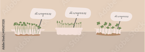Micro-greens set. . The concept of healthy eating. Growing superfoods at home. Vector flat illustration.