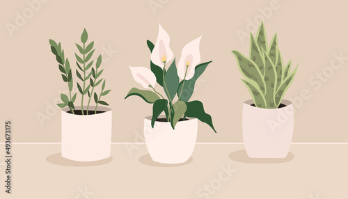 Interior home indoor plants hand drawn vector illustrations set, on beige bacground