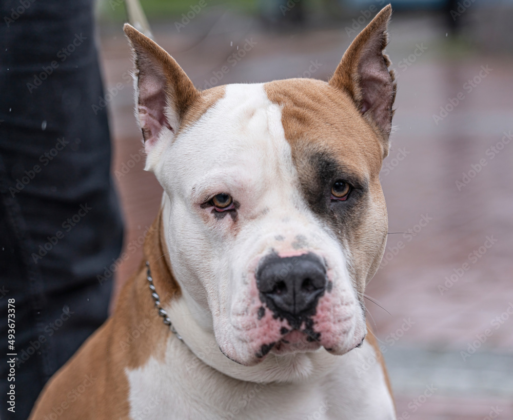 portrait of a young Staffordshire Terrier portrait of a young Staffordshire Terrier