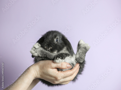 women's hands hold a charming little decorative homemade black and white rabbit, uniform light background