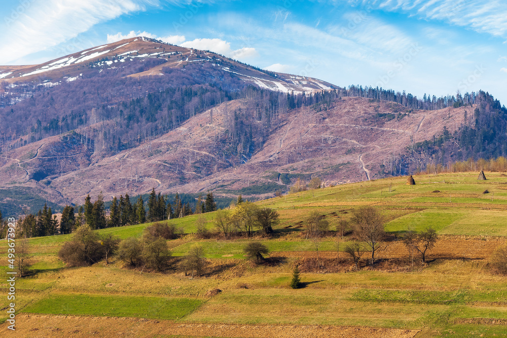 carpathian countryside landscape in early spring. rural fields with arable and trees on the grassy hill. mountain peak with snow in the distance. sunny morning