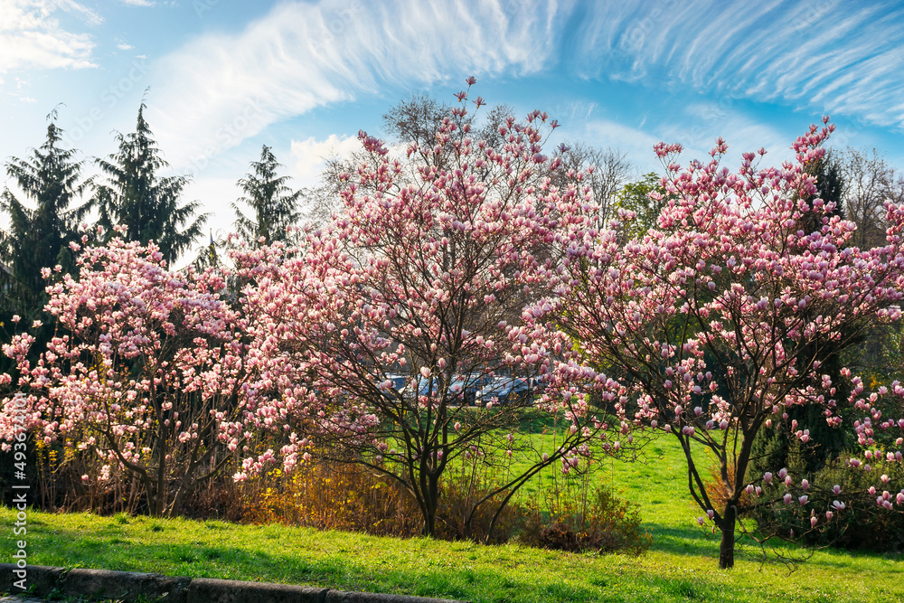 magnolia tree in blossom. beautiful nature scenery in morning light. urban park in spring magnolia tree in blossom. beautiful nature scenery in morning light. urban park in spring